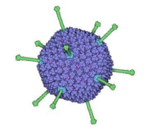 Adenovirus 2