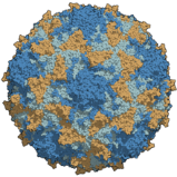 Poliovirus