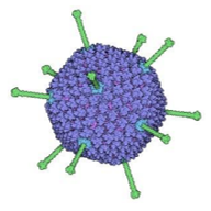 Adenovirus