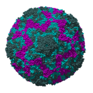 Enterovirus D68