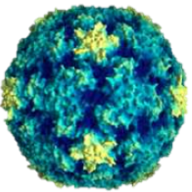 Rhinovirus