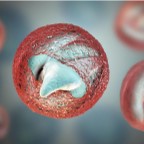 Cryptosporidium